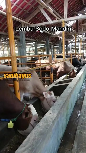 Lembu-Sodo-Mandiri